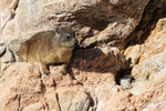 Rock Hyrax resting, Stony Point Nature Reserve, South Africa