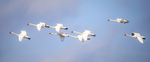 Tundra Swans Taking Flight