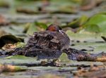Little Grebe - Tachyba...