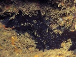 Dercitus bucklandi