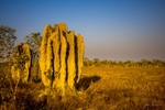 Termite Mounds at Sundown