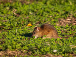 Brown Rat