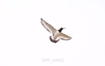 BPP_4446