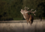 Red Deer - Cervus elaphus
