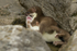 Stoat Kit. Conwy, ref st 6