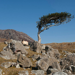 Lone Sheep in the wild of Connemara Galway, Ireland