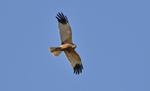 Marsh Harrier