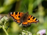 Small Tortoiseshell
