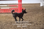 BPP_3955