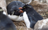 Rock-Hopper Penguin