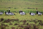 Barnacle Geese