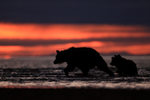 Grizzly Bear mother & cubs silhouette, Lake Clark NP, Alaska