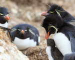 Rockhopper chick begging for food, Cape Bougainville, Falklands