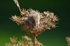 Harvest Mouse
