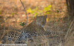 First leopard on the first day