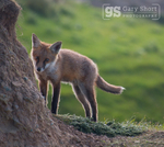 Wildlife & Nature images portfolio