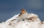 Snow Bunting
