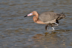 Reddish Egret