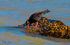 Sooty Oyster Catcher 3