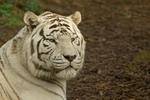 White Bengal Tiger - Sasha (Colchester Zoo)