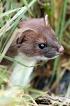 Stoat 260313-1038b