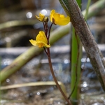 Southern bladderwort (Utricularia australis)