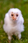 barn owl tyto alba-9872
