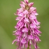 Orchis x bergonii = Orchis anthropophorum x Orchis.simia hybrid