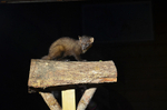 Pine Marten