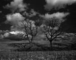 TWO OAKS IN WINTER
