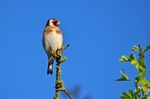 Goldfinch