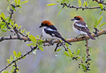 Woodchat Shrike pair.