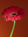 Gerbera 01 C