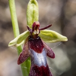Fly Orchid (Ophrys insectifera)