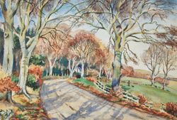 Sunlit Beech Trees near the Yair, Selkirkshire