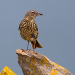 Rock Pipit portfolio