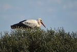 White Stork