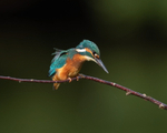 Kingfisher - Alcedo atthis