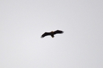 White-tailed Eagle