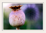 Opium and Echinops