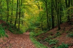 Autumn In Ten Acre Woods
