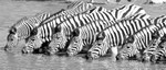 Thirst quenching zebra