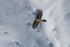 Bearded Vulture