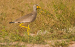 African Wattled Lapwing