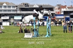 BPP_9031