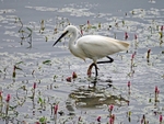 Little Egret