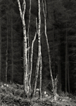 Dark and Light Trees Norwood