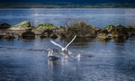 Swans at Lough Derg in County Clare