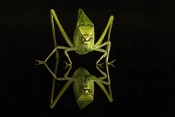 Katydid