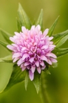 Field Scabious - Knautia arvensi  RPNP0704